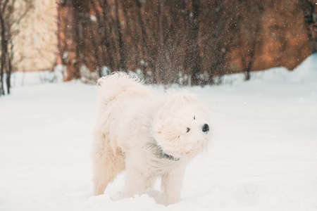 White Samoyed Dog Or Bjelkier, Smiley, Sammy Dog Shakes Off Snow Outdoor In Winter Season. Playful Pet Outdoors In Snowdriftの写真素材