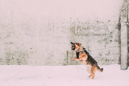 Training Of Purebred German Shepherd Dog In Special Outfit. Alsatian Wolf Dog During Exercise....