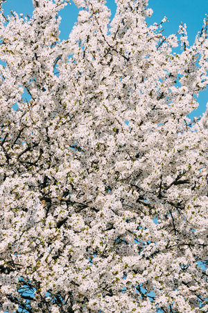 White Young Spring Flowers Of Prunus subg. Cerasus Growing In Branch Of Tree.