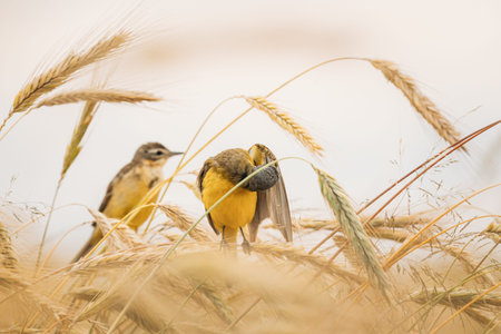 Western Yellow Wagtail. Motacilla Flava Is A Small Passerine In The Wagtail Family Motacillidae,...
