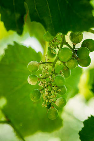 Powdery Mildew On Fruits And Leaves Of Grape. Plant Disease. Bad Harvestの写真素材
