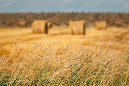 Grass And Summer Hay Rolls In Straw Field Landscape. Haystack, Hay Roll