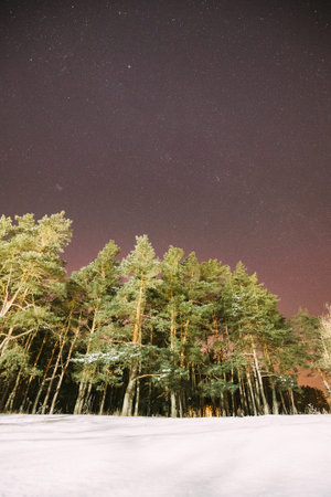 Night Starry Sky With Glowing Stars. Bright Glow Of Sky Stars Above Winter Pines Forest. Copy Space....