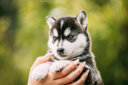 Four-week-old Husky Puppy Of White-gray-black Color Sitting In Hands Of Ownerの写真素材