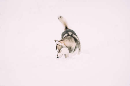 Young Husky Dog Sniffing Outdoor In Snow, Snowdrift. Pet Play In Winter Dayの写真素材