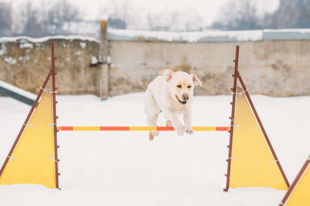 White Labrador Dog Playing Outside In Snow, Winter Season. Dog Jumping Through Barrier In Snow During Agility Dog Training At Winter Seasonの写真素材