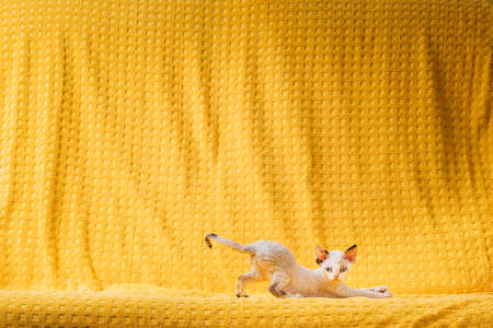 Happy Funny Small Little White Devon Rex Kitten Kitty Stretches On Yellow Plaid Background. Short-haired Cat Of English Breed. Playful Shorthair Pet Catの写真素材
