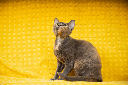 Funny Young Adult Gray Grey Devon Rex Cat On Yellow Plaid Background. Home Sofa. Short-haired Cat Of...