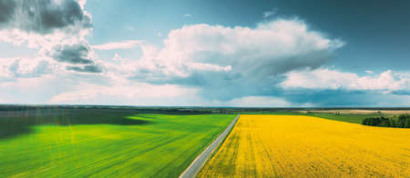Aerial View Of Agricultural Landscape With Flowering Blooming Rapeseed, Oilseed And Green Wheat In Field In Spring Season. Blossom Of Canola Yellow Flowers. Beautiful Rural Country Roadの写真素材