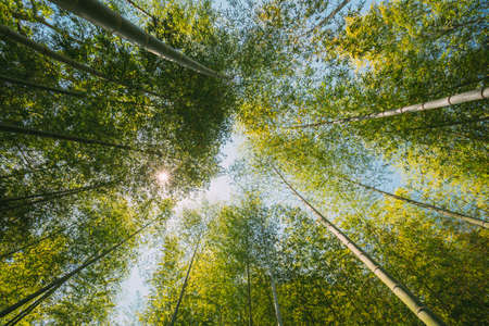 Spring Sun Shining Through Canopy Of Tall Trees Bamboo Woods. Sunlight In Tropical Forest, Summer Nature. Upper Branches Of Different Deciduous Trees Summer Background. Nobodyの写真素材
