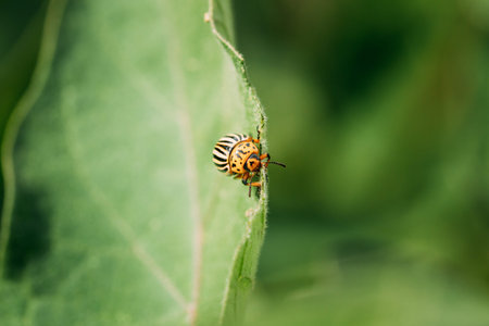 Colorado Striped Beetle - Leptinotarsa Decemlineata. This Beetle Is A Serious Pest Of Potatoes