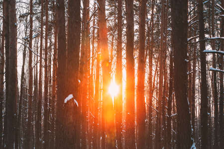 Sun Sunshine Sunlight Through Frosted Pine Trees Trunks In Winter Snowy Coniferous Forest Landscape. Beautiful Woods In Forest Landscapeの写真素材