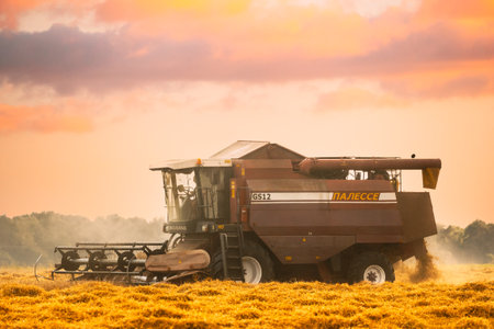 Combine Harvester Working In Field. Harvesting Of Wheat In Summer Season. Agricultural Machines Collecting Wheat Seedsのeditorial素材