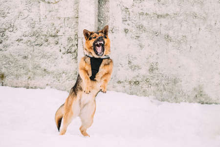 Training Of Purebred German Shepherd Dog In Special Outfit. Alsatian Wolf Dog During Exercise. Attack And Defence. Winter Snowy Dayの写真素材