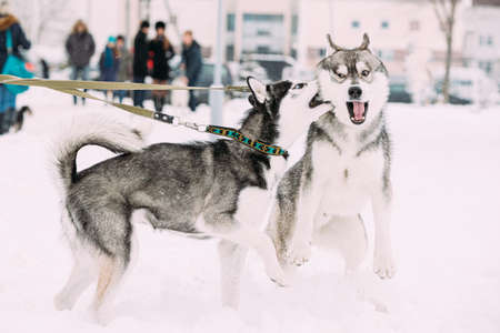 Two Funny Husky Dogs Funny Play Together Outdoor In Snow At Winter Day. Funny Petの写真素材