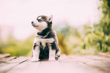 Four-week-old Husky Puppy Of White-gray-black Color Sitting On Wooden Ground And Looking Into Distanceの写真素材