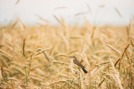 Western Yellow Wagtail. Motacilla Flava Is A Small Passerine In The Wagtail Family Motacillidae, Which Also Includes The Pipits And Longclaws. This Species Breeds In Much Of Temperate Europe And Asia. Belarus.の写真素材