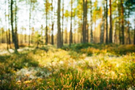 Nature Blurred Background Of Out Of Focus Green Forest Or Bokeh, Boke