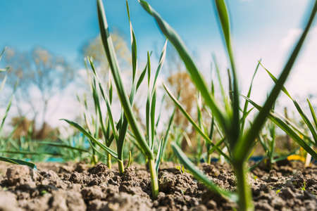 Scallions Or Green Onions, Spring Onions, Or Salad Onions. Young Spring Green Leaf Leaves Growing In Vegetable Garden. Healthy Vegetableの写真素材