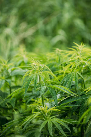 Legal Green Marijuana Cannabis Leaves Growing At Farm In Summer Day, Beautiful Cannabis Background. Cultivation Background. Marijuana Cultivation Green Lush Background Of Leaves. Young Cannabis Plantの写真素材