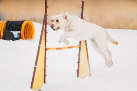 White Labrador Dog Playing Outside In Snow, Winter Season. Dog Jumping Through Barrier In Snow...