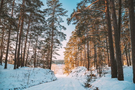Country Road Through Snowy Winter Pine Forest. Winter Snowy Coniferous Forest Landscape. Beautiful Woods In Forest Landscapeの写真素材