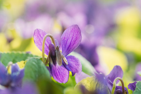 Close Up Beautiful Flowers Viola Odorata. Flowering Blooming Plant In Viola Family. Native To Europe...