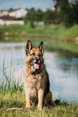 Alsatian Wolf Dog Sitting Near Lake. Brown German Shepherd Dog Sitting In Green Summer Grass Near Lakeの写真素材