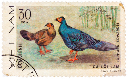 Stamp printed in Vietnam shows Lophura edwardsi or Edwardss pheasant, series devoted to the ornamental birdsのeditorial素材