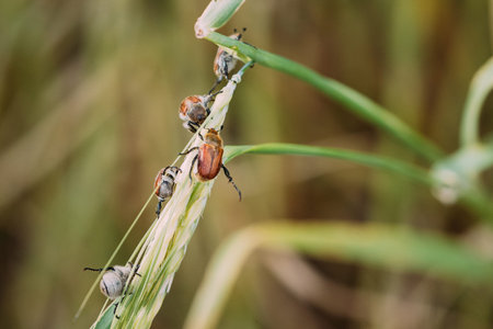 Bread Beetle, Or Kuzka Anisoplia Austriaca Is Beetle Of Lamellar Family, Dangerous Pest Of Cereals....