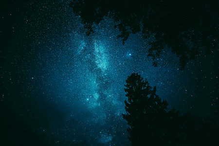 Bright Night Sky Stars Above Dark Black Crowns Of Pine Trees Woods Silhouettes. Natural Starry Sky...