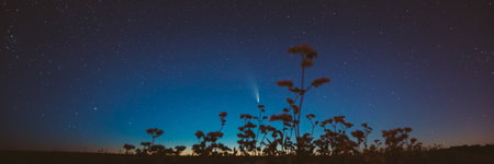 Comet Neowise C 2020 F3 In Night Starry Sky Above Flowering Buckwheat. summer Night Stars in blue colorsの写真素材