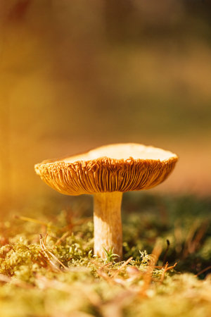Mushroom Russula emetica - sickener, emetic russula, or vomiting russula. Autumn Forest....