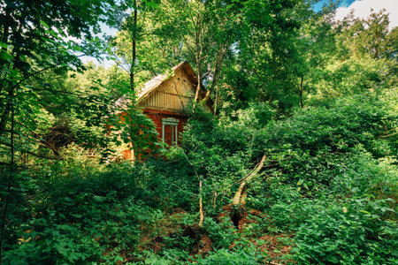 Abandoned House Overgrown With Trees And Vegetation In Chernobyl Resettlement Zone. Chornobyl...
