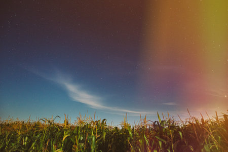 Night Starry Sky Above corn Field maize Plantation. Glowing Stars Above Rural Landscape. Colorful flare on sky. Agricultural Landscape under Starry Sky. Colored bright spots of light glow in the skyの写真素材