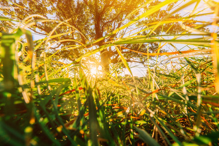 Low angle view Sunlight sunshine sun and grass Old wood oak tree in Summer sunny day. Sunlight Sunshine Through Oak Forest Tree. Sunny Nature Wood Sunlight. green greenery lush branches, green life eco concept ecology. green natureの写真素材