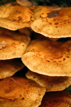 Enoki - Flammulina velutipes, also known as velvet shank, is a species of edible mushroom in the family Physalacriaceaeの写真素材