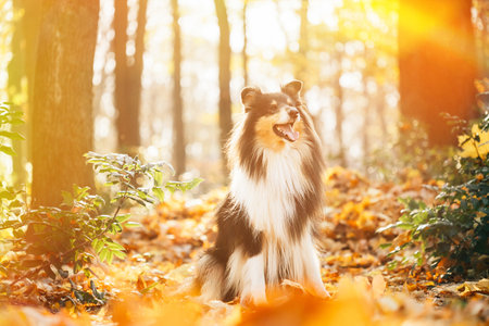 Tricolor Rough Collie, Funny Scottish Collie, Long-haired Collie, English Collie, Lassie Dog Outdoors In Autumn Day. Portrait in sunset sunlight,の写真素材