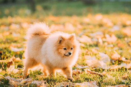 Funny Young Red Puppy Pomeranian Spitz Puppy Dog Happy Play Outdoor In Autumn Grassの写真素材