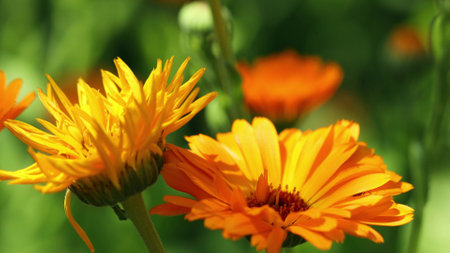 Orange Flower Of Calendula Officinalis. Medicinal Plantの写真素材
