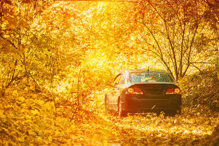 Car Parked On Road, Path, Way, Lane, Pathway In Autumn Forest. Bright Sun Shining Through Canopy Of Trees Woods. Sunlight In Deciduous Forest, Autumn Nature Conceptの写真素材