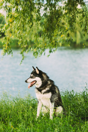 Husky Dog Sit In Summer Greeen Grass Near Lakeの写真素材