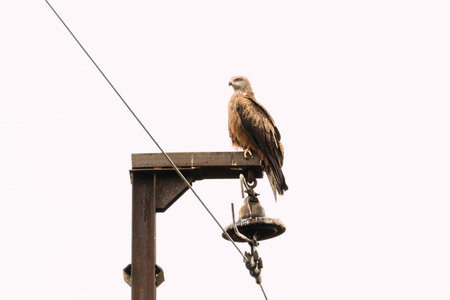 Black kite is sitting on the wires isolated on white background
