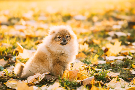 Funny Young Red Puppy Pomeranian Spitz Puppy Dog Posing Outdoor In Autumn Grassの写真素材