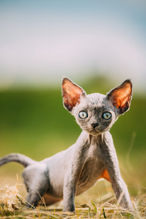 Funny Young Gray Devon Rex Kitten In Grass. Short-haired Cat Of English Breed. Sweet Devon Rex Cat...