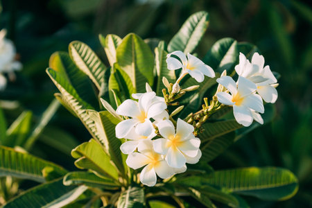Blooming White Flowers Of Plumeria In Garden. UAE