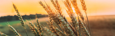 Summer Sun Shining Above Agricultural Landscape Of Ripe Wheat Ear Growing In Field. Panorama,...