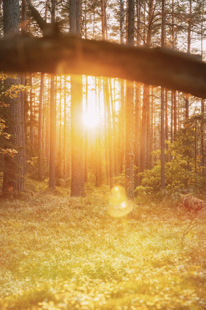 Sunset Sunrise In Summer Forest Trees. Autumn Season. Sunlight Sunrays Shine Through Fallen Tree Trunk. Beautiful Sunset Sun Sunshine In Sunny Autumn Coniferous Forest. Bright Sunshineの写真素材
