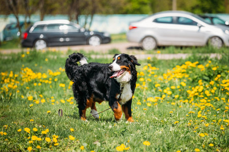 Bernese Mountain Dog Berner Sennenhund Play Outdoor In Green Spring Meadow With Yellow Flowers. Playful Pet Outdoors. Bernese Cattle Dogの写真素材