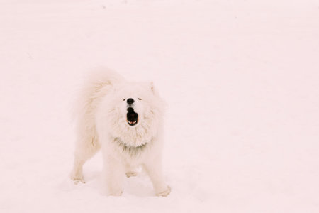 Funny Young White Samoyed Dog Or Bjelkier, Smiley, Sammy Playing Barking Outdoor In Snow, Winter Season. Playful Pet Outdoorsの写真素材